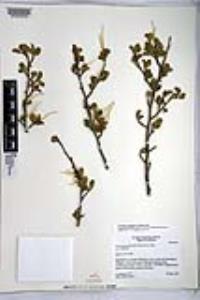 Cercocarpus montanus image