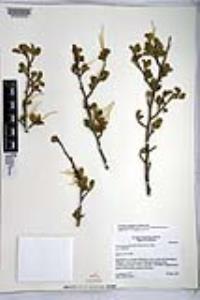 Cercocarpus montanus var. glaber image