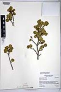 Rhamnus ilicifolia image