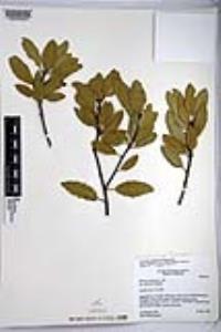 Quercus wislizeni var. frutescens image