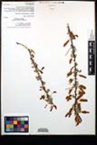 Acacia greggii image