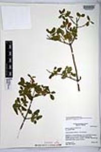 Lonicera subspicata image