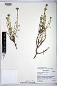Eriophyllum confertiflorum var. confertiflorum image