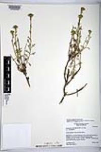 Eriophyllum confertiflorum image