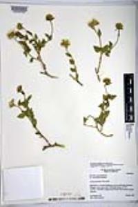 Brickellia atractyloides var. odontolepis image