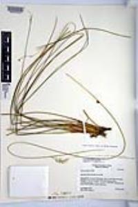 Juncus balticus subsp. ater image