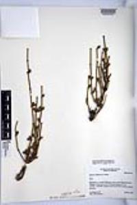 Ephedra californica image