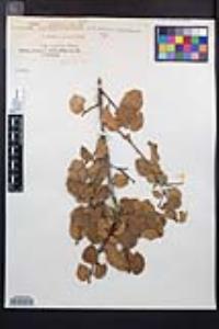 Prunus ilicifolia image