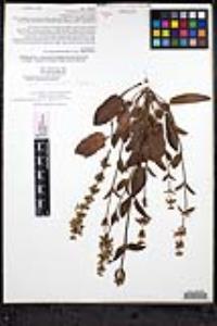 Stachys rigida var. quercetorum image