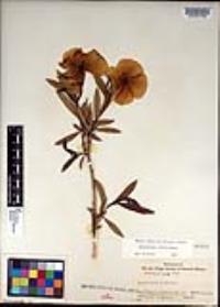 Dendromecon rigida image