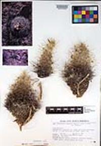 Pediocactus simpsonii var. simpsonii image