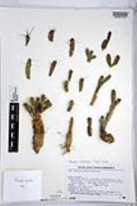 Micropuntia pulchella image