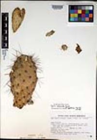 Opuntia polyacantha image