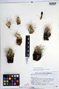 Echinocereus mojavensis image