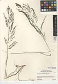 Eragrostis mexicana subsp. virescens image