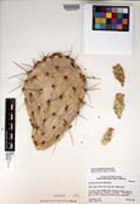 Opuntia phaeacantha image