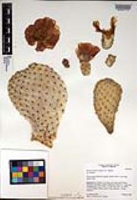 Opuntia basilaris image