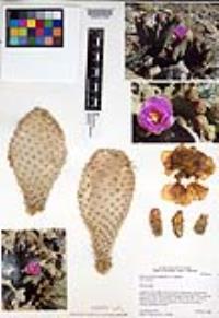 Opuntia basilaris image