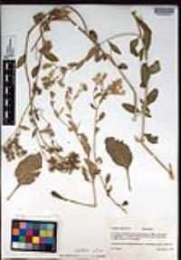 Lepidium latifolium image