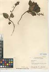 Pyrola picta image