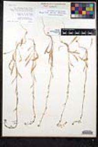 Thysanocarpus laciniatus image