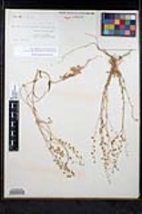 Thysanocarpus curvipes image