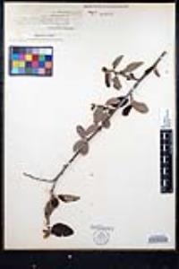 Ceanothus leucodermis image