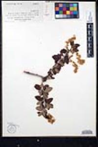 Ceanothus leucodermis image
