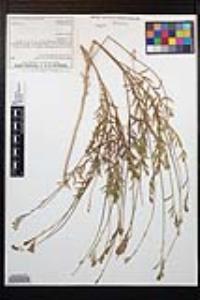 Oenothera xenogaura image