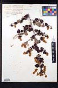 Ceanothus leucodermis image