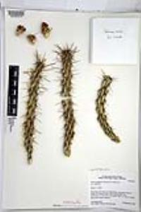 Cylindropuntia californica var. californica image