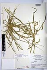 Eriochloa acuminata image