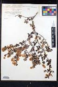 Ceanothus tomentosus image