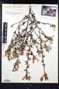 Ceanothus tomentosus var. olivaceus image