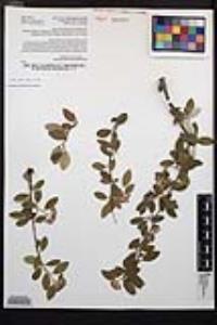 Cotoneaster pannosus image