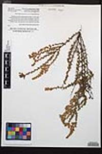 Adenostoma fasciculatum image