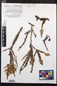 Adenostoma fasciculatum image