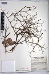 Eriogonum deflexum var. deflexum image