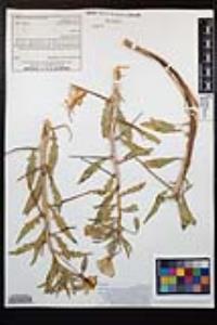 Oenothera deltoides subsp. deltoides image