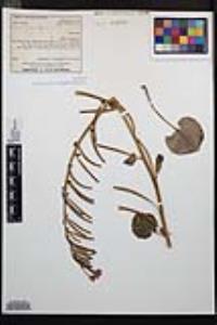 Chylismia cardiophylla subsp. cardiophylla image