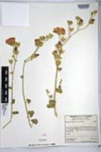 Sphaeralcea ambigua subsp. rugosa image