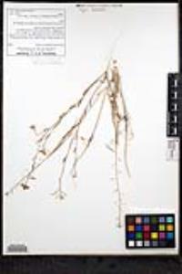Caulanthus anceps image