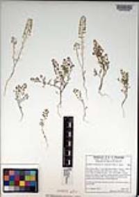 Lepidium virginicum var. robinsonii image