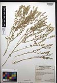 Lepidium lasiocarpum image