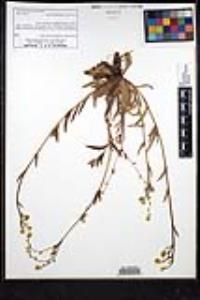 Plagiobothrys nothofulvus image