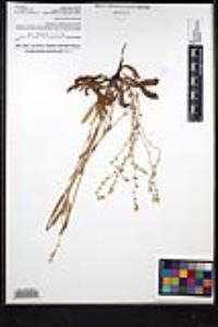 Plagiobothrys nothofulvus image