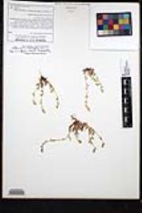 Plagiobothrys collinus var. californicus image