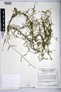 Funastrum heterophyllum image