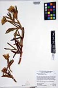 Carpobrotus edulis image