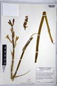 Hesperocallis undulata image